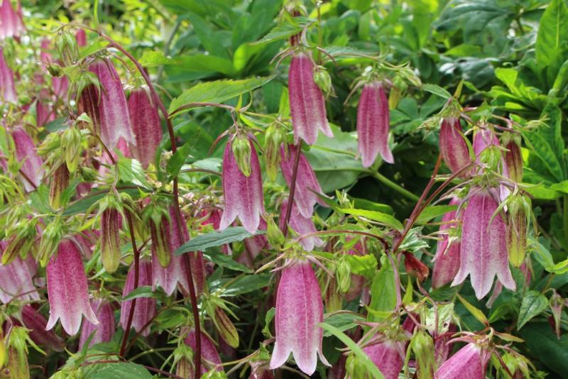Campanula Takesimana - корейска кампанула (1096)